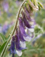 Vicia villosa