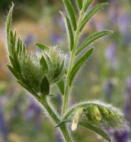 Vicia villosa