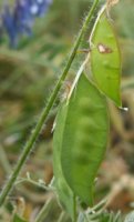 Vicia villosa