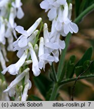 Vicia villosa (wyka kosmata)