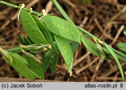 Vicia villosa (wyka kosmata)