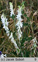 Vicia villosa (wyka kosmata)