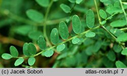 Vicia sylvatica (wyka leśna)