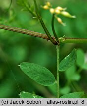 Vicia sylvatica (wyka leśna)