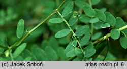 Vicia sylvatica (wyka leśna)