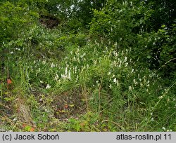 Vicia sylvatica (wyka leśna)