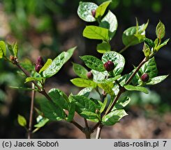 Calycanthus ×raulstonii (kielichowiec Raulstona)