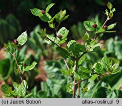 Calycanthus ×raulstonii (kielichowiec Raulstona)