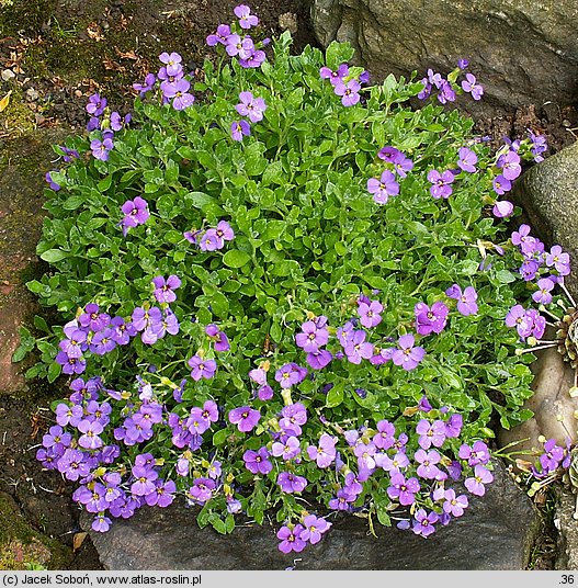 Aubrieta ×cultorum (żagwin ogrodowy)