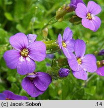 Aubrieta ×cultorum (żagwin ogrodowy)