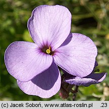 Aubrieta ×cultorum (żagwin ogrodowy)