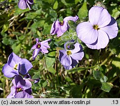 Aubrieta ×cultorum (żagwin ogrodowy)