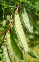 Sarothamnus scoparius (żarnowiec miotlasty)