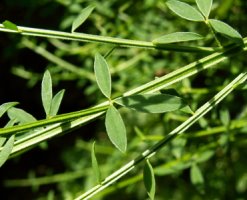 Sarothamnus scoparius (żarnowiec miotlasty)