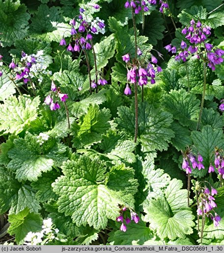 Cortusa matthioli (zarzyczka górska)