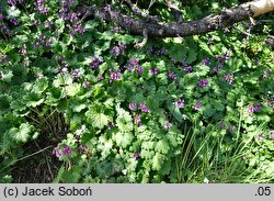 Cortusa matthioli (zarzyczka górska)