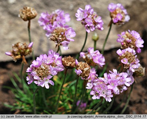 Armeria alpina (zawciąg alpejski)