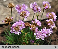 Armeria alpina (zawciąg alpejski)