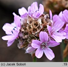 Armeria alpina (zawciąg alpejski)