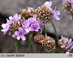 Armeria alpina (zawciąg alpejski)