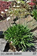 Armeria pseudarmeria (zawciąg szerokolistny)