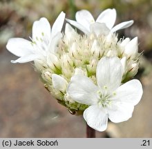 Armeria pseudarmeria (zawciąg szerokolistny)