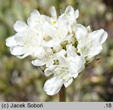 Armeria pseudarmeria (zawciąg szerokolistny)