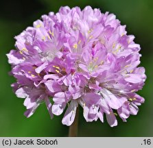 Armeria duriaei