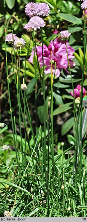 Armeria duriaei