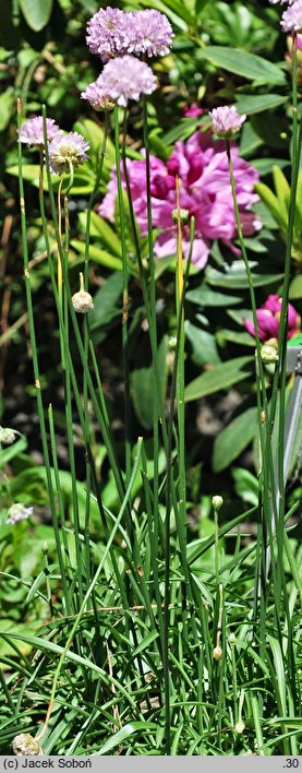 Armeria duriaei