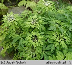 Anemone nemorosa Phyllodic Form