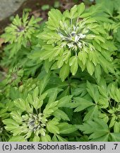 Anemone nemorosa Phyllodic Form