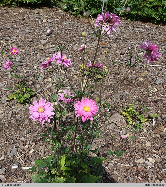 Eriocapitella hupehensis Bressingham Glow