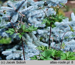 Eriocapitella tomentosa Septemberglanz