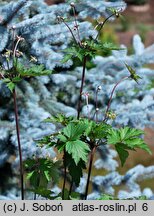 Eriocapitella tomentosa Septemberglanz