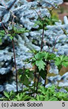 Eriocapitella tomentosa Septemberglanz