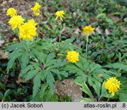 Anemone ranunculoides Pleniflora
