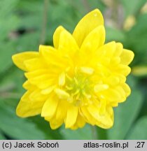 Anemone ranunculoides Pleniflora