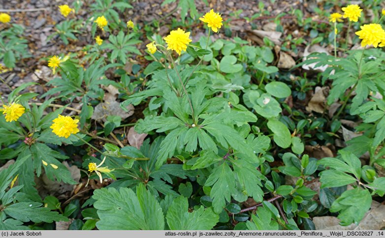 Anemone ranunculoides Pleniflora