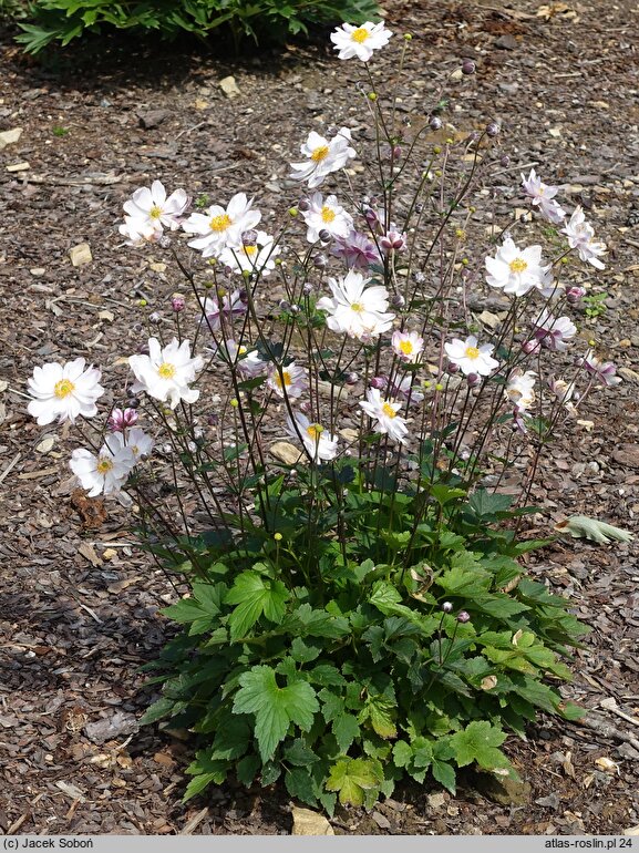 Anemone Pink Touch