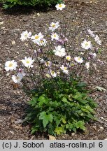 Anemone Pink Touch