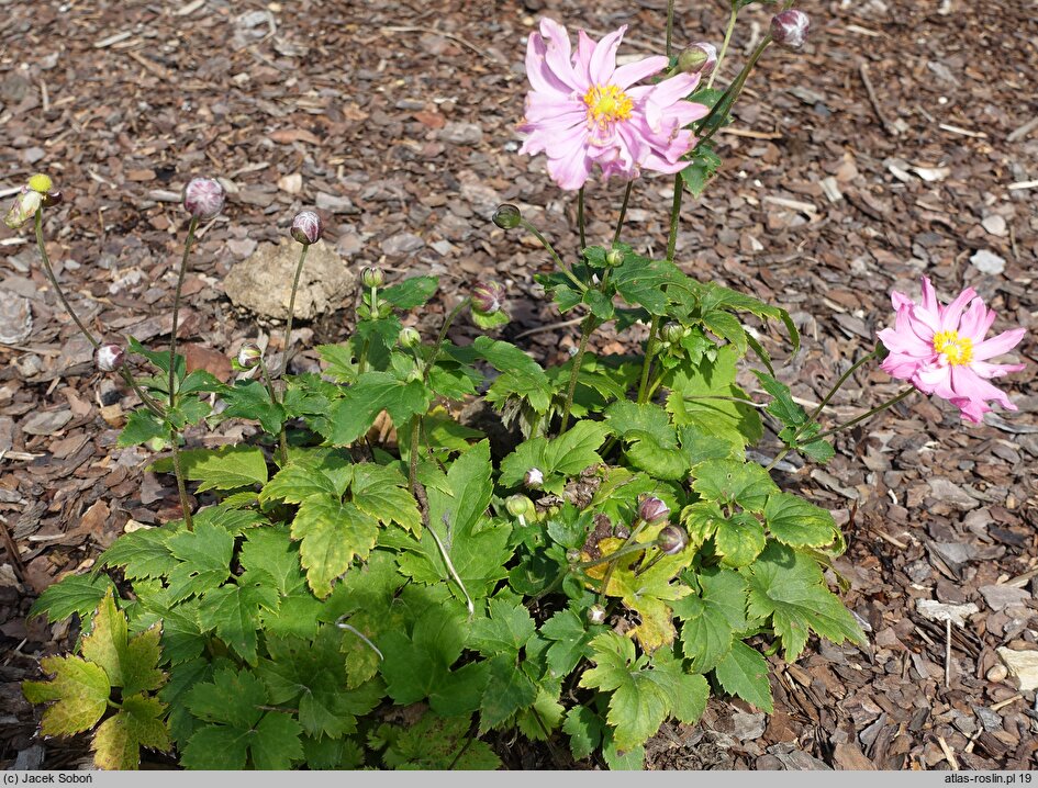 Anemone Pretty Lady Emily