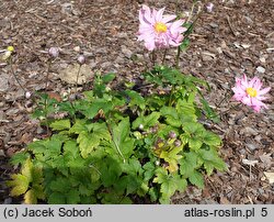 Anemone Pretty Lady Emily