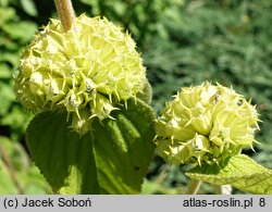 Phlomis russeliana (żeleźniak żółty)