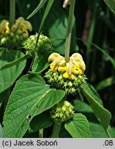 Phlomis russeliana (żeleźniak żółty)