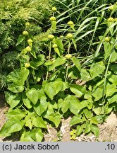 Phlomis russeliana (żeleźniak żółty)