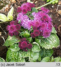 Ageratum houstonianum (żeniszek meksykański)