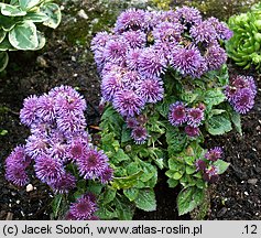 Ageratum houstonianum (żeniszek meksykański)