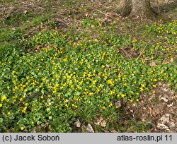 Ficaria verna (ziarnopłon wiosenny)