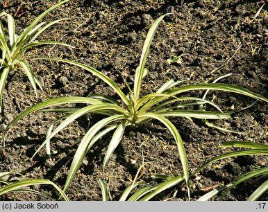 Chlorophytum comosum (zielistka Sternberga)